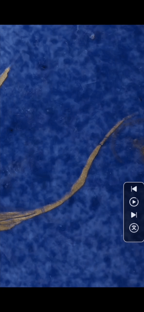 20250222154229.gif